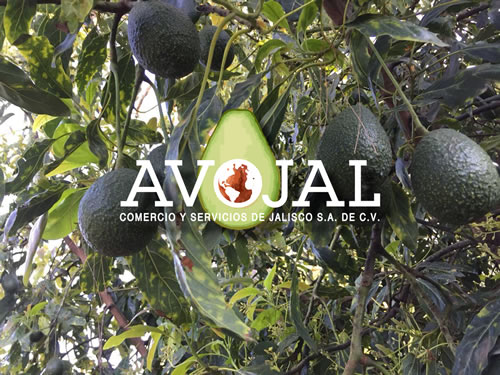 Acerca de AVOJAL