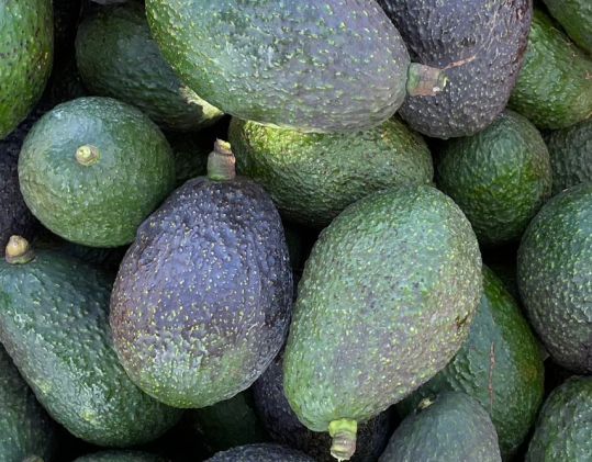 Aguacate fresco