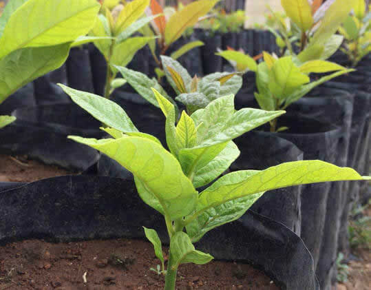 Planta Aguacate