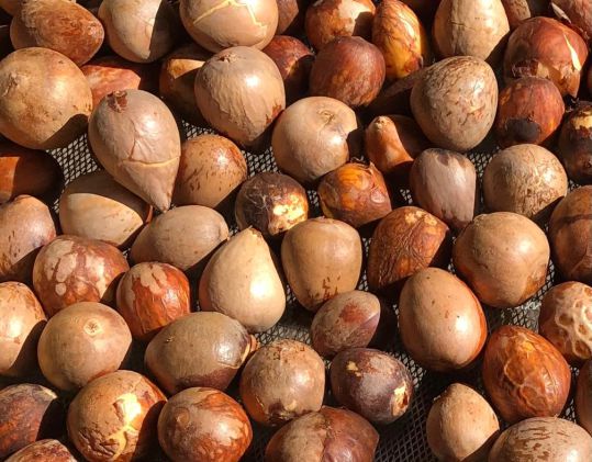 Semilla de Aguacate