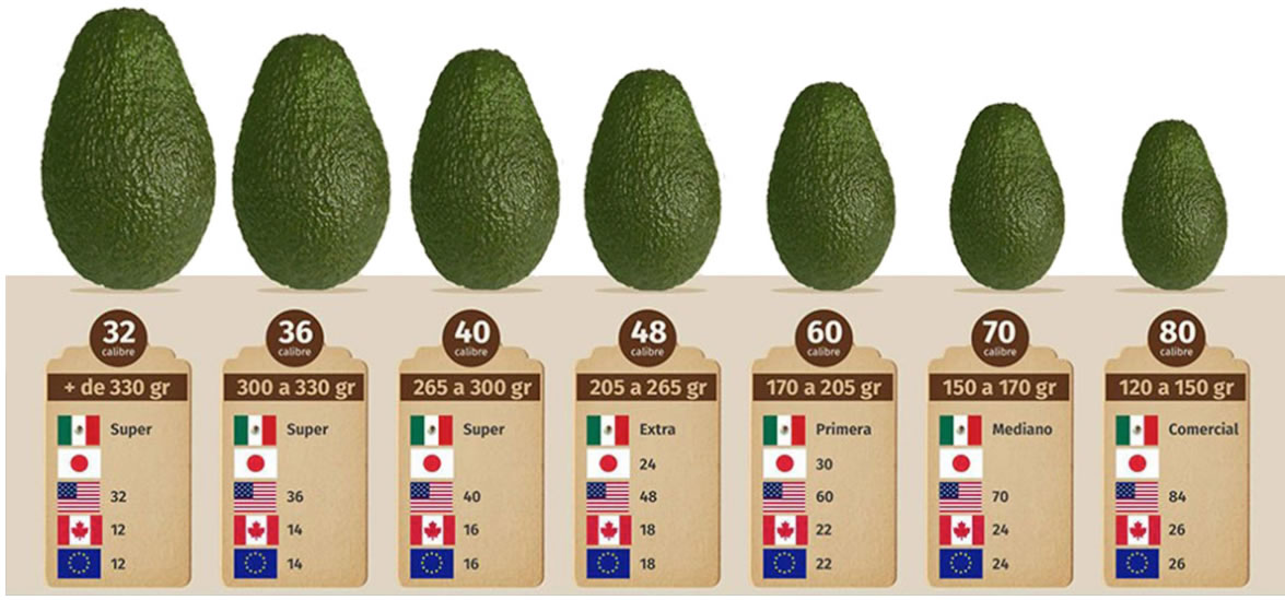 Tabla de Calibres de Aguacate AVOJAL